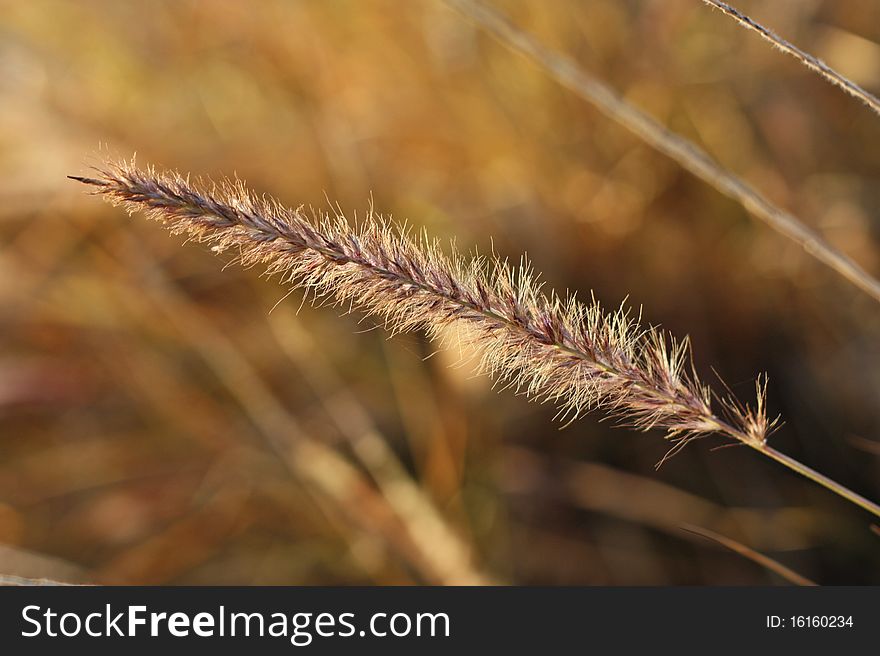 Macro Image Of Wheat With Golden Background
