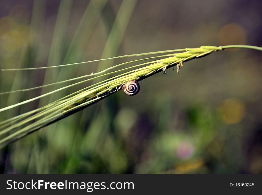 This is an image of a close up of a snail on grass
