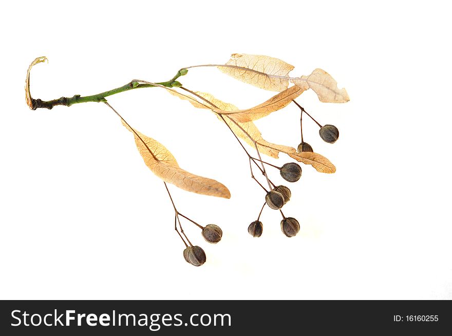 Sprig of fruit of linden-tree on a white background. Sprig of fruit of linden-tree on a white background