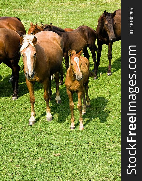 The adult horse standing together with a small foal. The adult horse standing together with a small foal