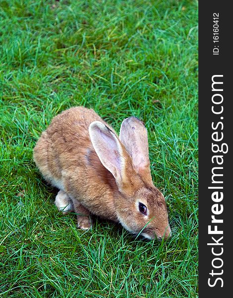 Rabbit on a grass