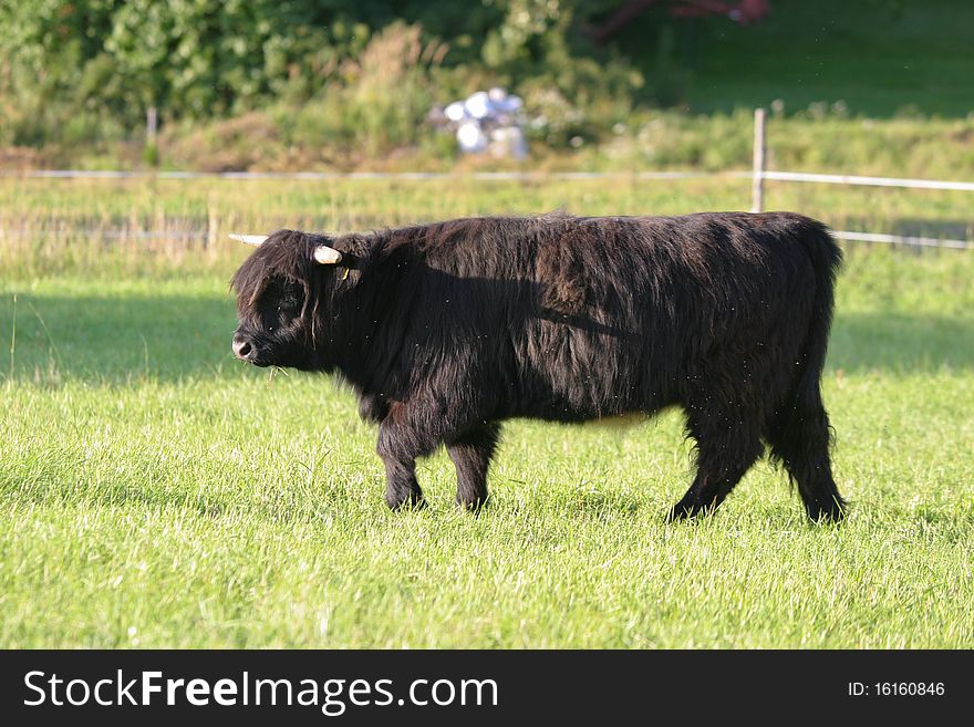 Young black heifer of Scotland highland cow before the sunset. Young black heifer of Scotland highland cow before the sunset