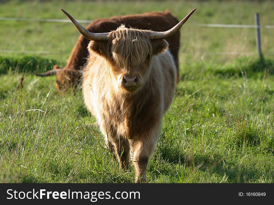 Yellow heifer of Scotland highland cow before the sunset. Yellow heifer of Scotland highland cow before the sunset