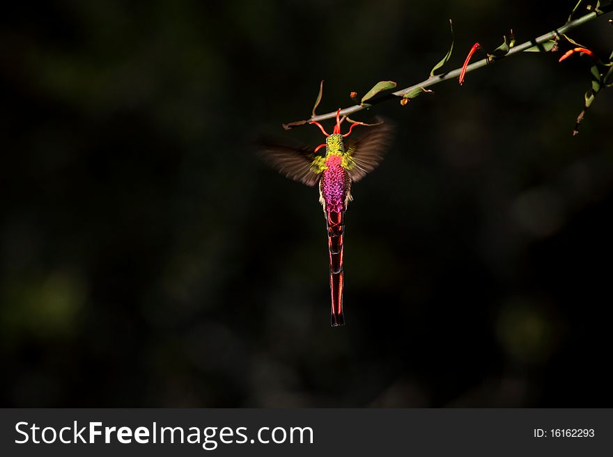 Long-tailed hummingbird