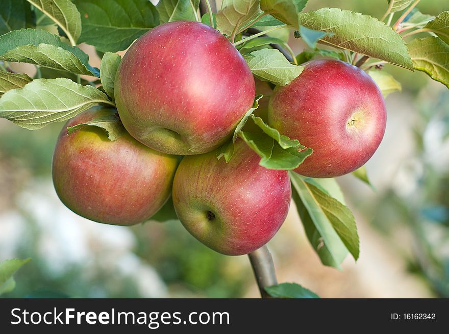 Apples on tree with shallow background.