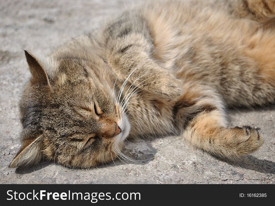 Cat sleeping on the ground