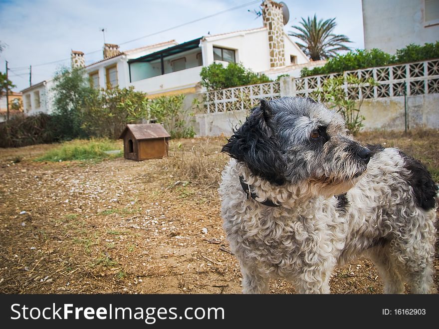 Dog guards house building danger