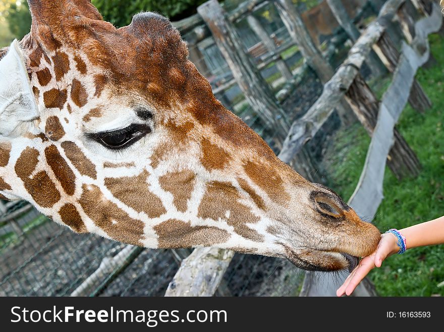 Closeup picture of feeding giraffe from hand in ZOO