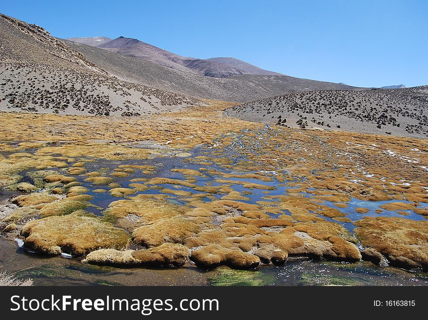 Bofedal (high altitude wetland) in Lauca National Parc (chile)