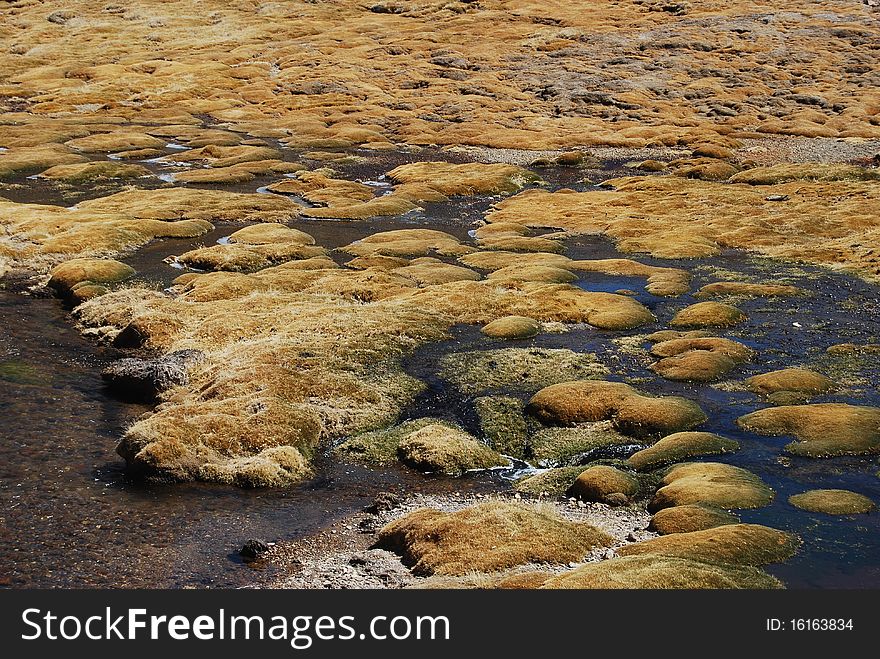 Bofedal (high altitude wetland) in Lauca National Parc (chile)