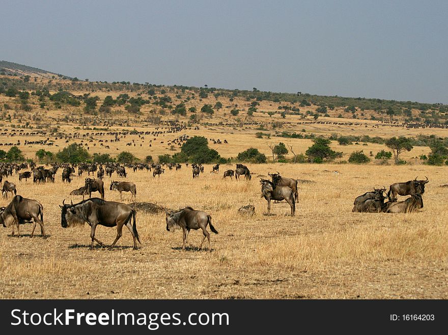 Kenya's Maasai Mara Animal Migration