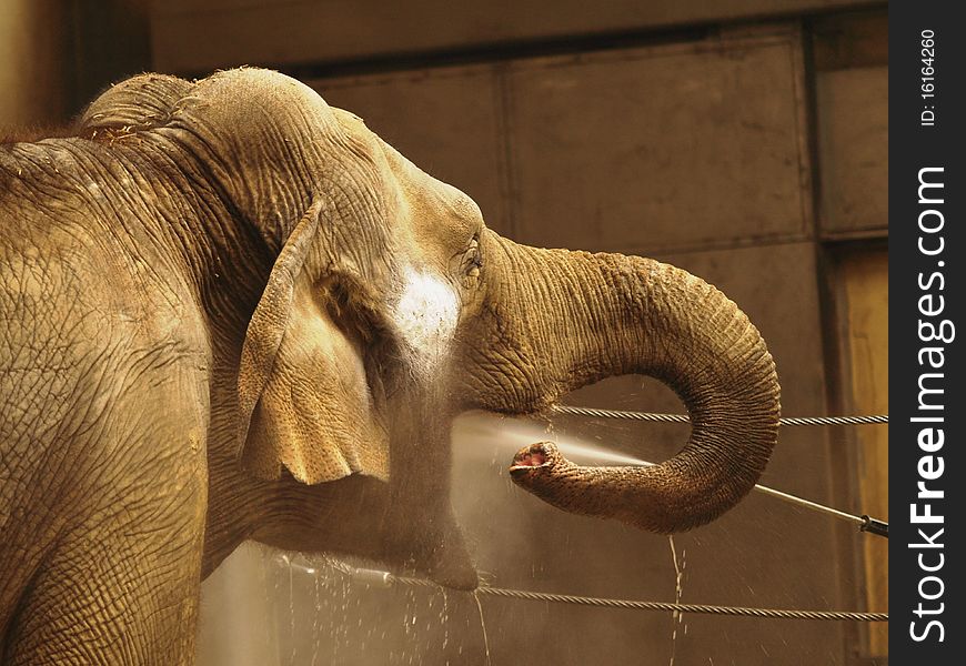 Elephant in shower.