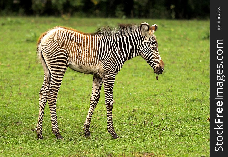 Two months old zebra in ZOO. Two months old zebra in ZOO.