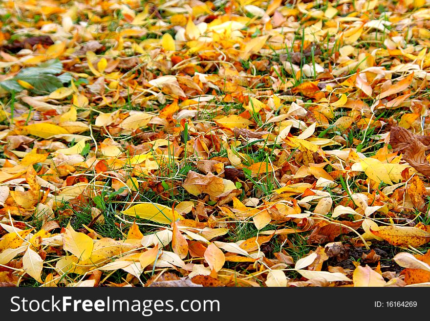Autumn leaves lay on the earth an equal layer