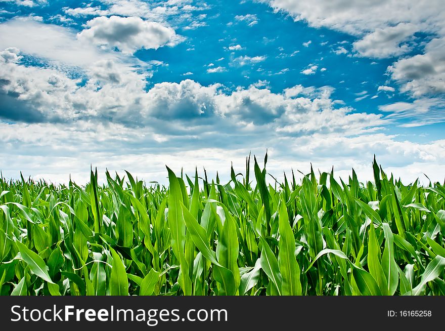 A cornfield. The sky is covered with clouds. A cornfield. The sky is covered with clouds.