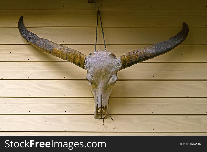 Bull skull with horns on a wooden wall background