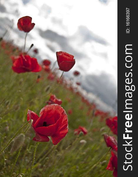 Red Poppies in Meadow