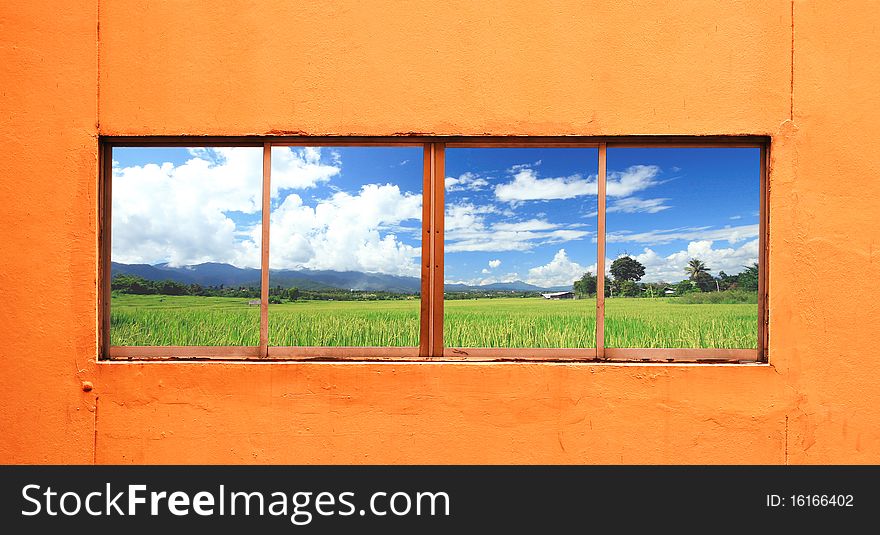 Green Rice Farm Behind The Window