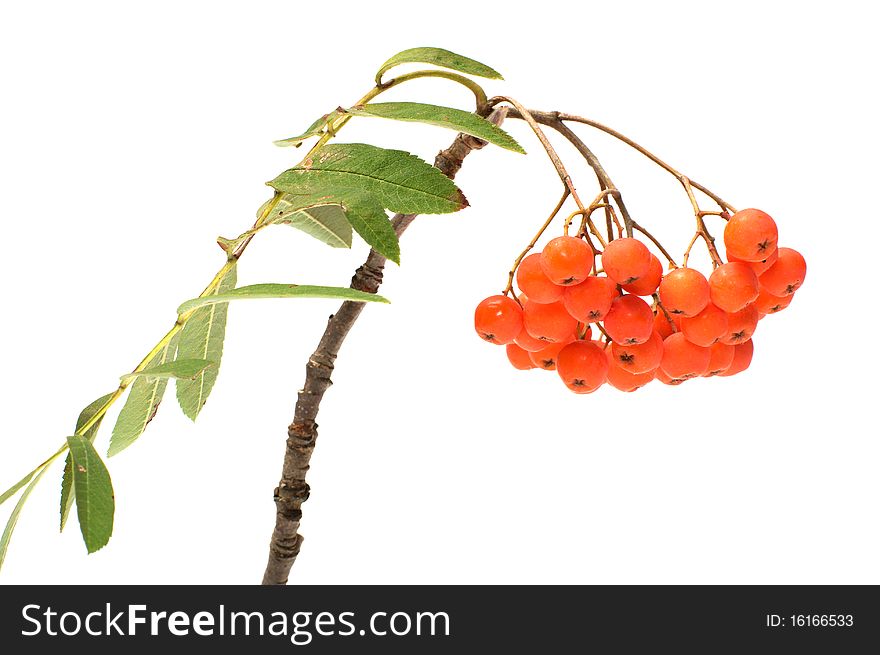 Mountain ash branch it is isolated on a white background. Mountain ash branch it is isolated on a white background.