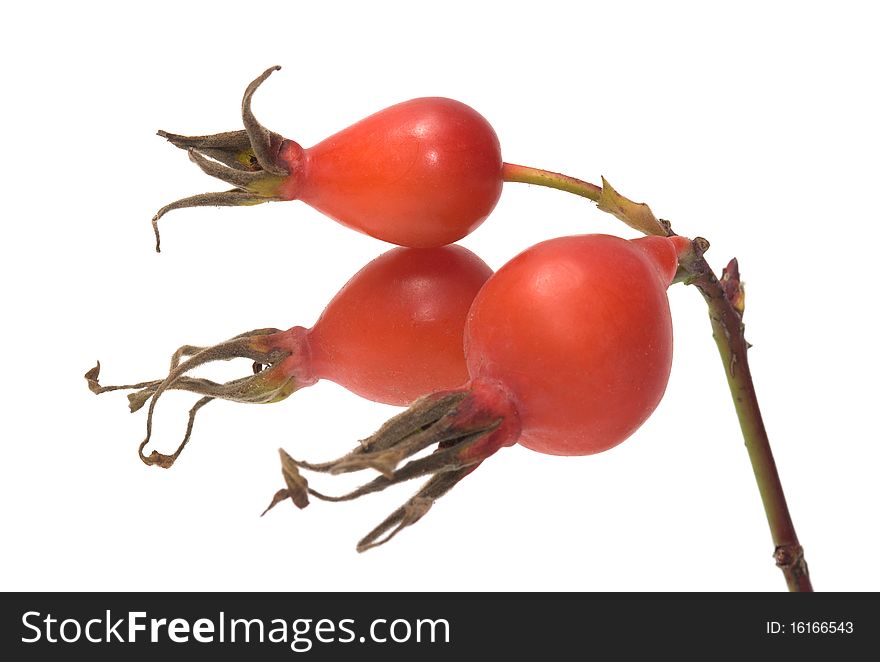 Dogrose berries on a branch a close up it is isolated on a white background. Dogrose berries on a branch a close up it is isolated on a white background.