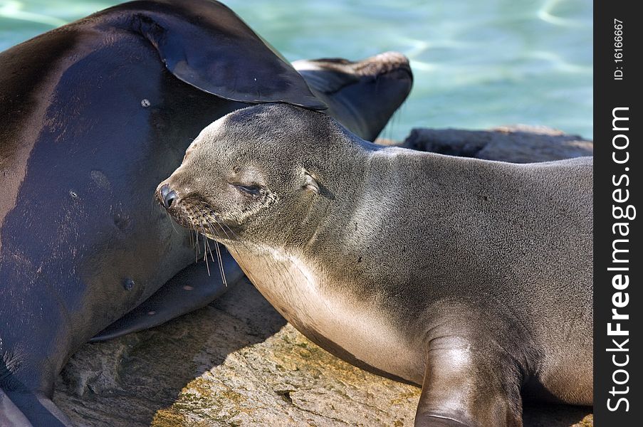 Seal mum patting her baby on the head. Seal mum patting her baby on the head