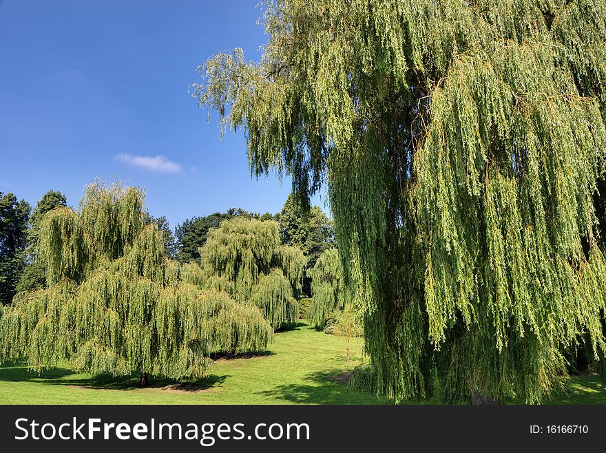 Weeping Willows in Bitts Park, Carlisle, Northern England