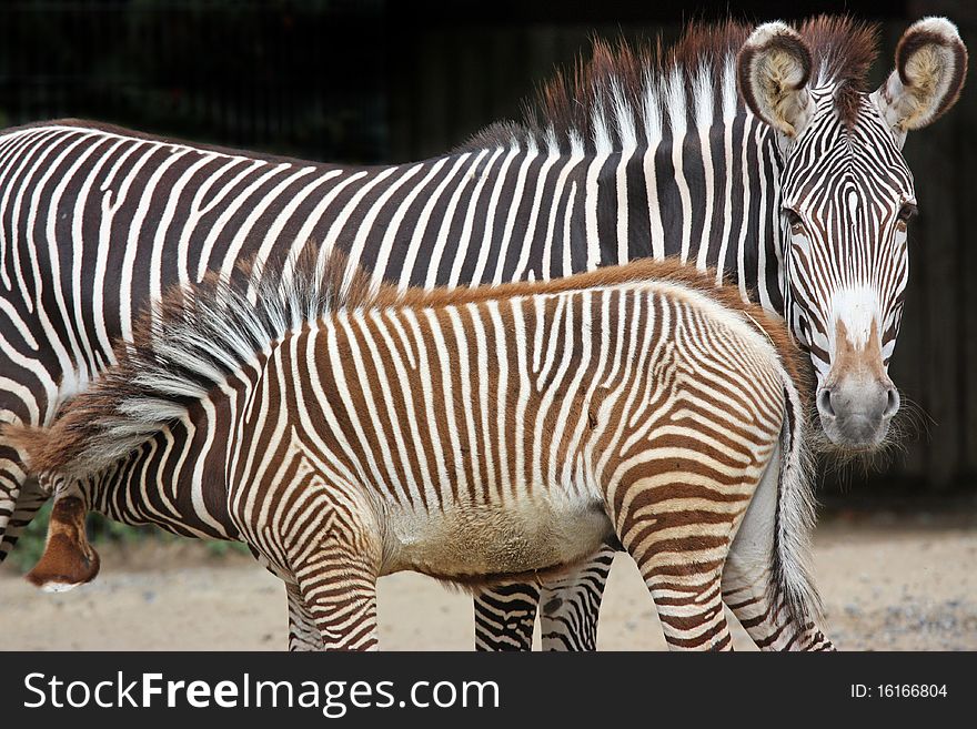 Zebra mum suckles her young calf. Zebra mum suckles her young calf