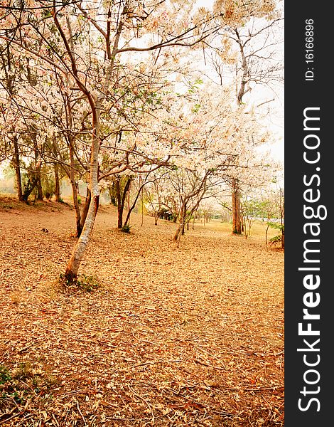 Landscape of Sakura trees garden in Thailand. Landscape of Sakura trees garden in Thailand