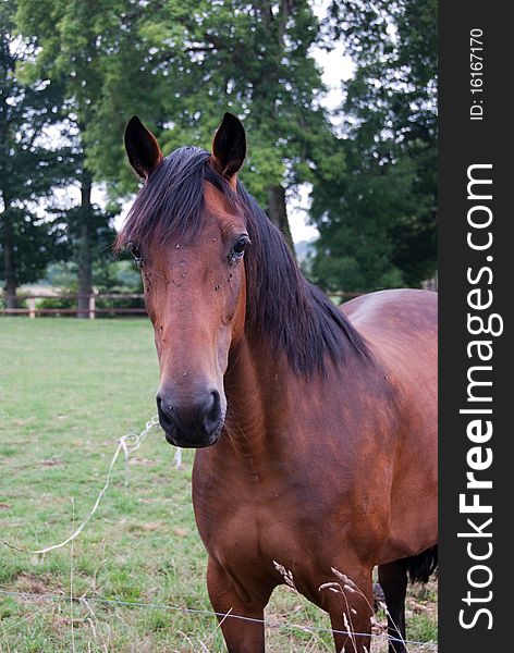 A bay horse in a field looking at camera. A bay horse in a field looking at camera.