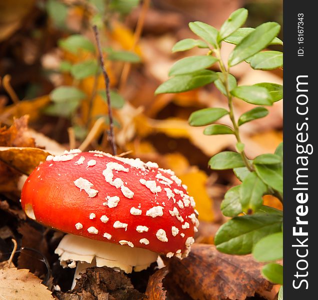 One red mushroom (toadstool) with yellow fall leaves on background