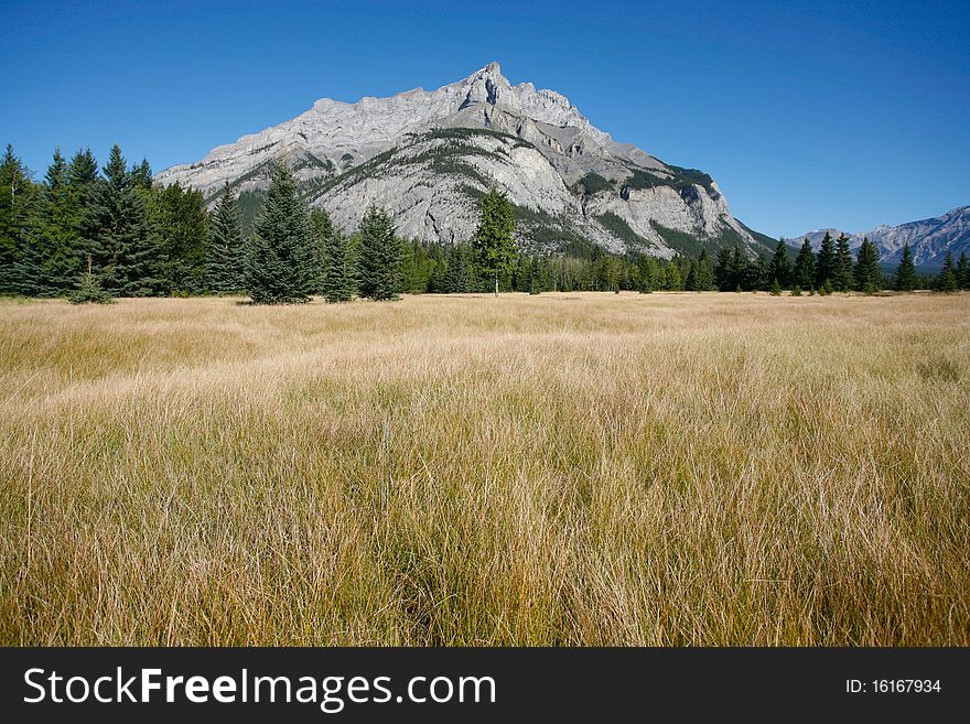 Mountain meadow and forest with Mount Cascade in Banff National Park, Canada