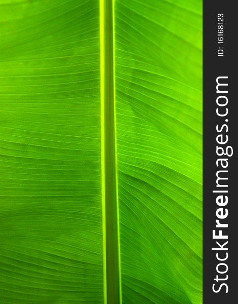 Close-up image of a green tropical leaf. Close-up image of a green tropical leaf