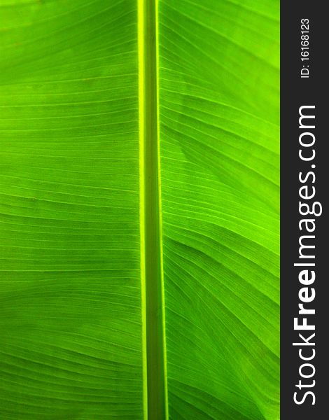 Close-up of a tropical leaf