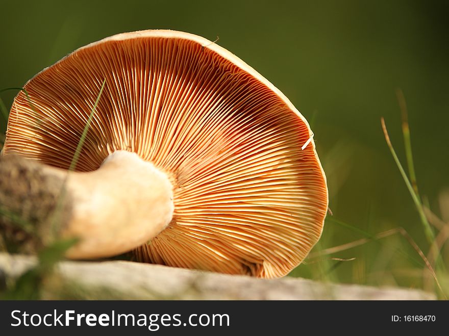 A mushroom in the sun with a natural background