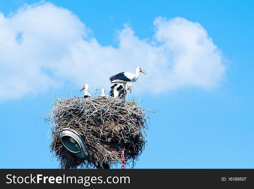 Stork family in straw nest