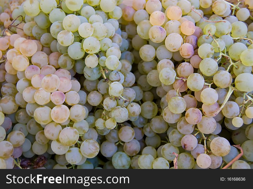 Grapes, ready to become wine, close view. Grapes, ready to become wine, close view.