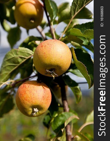 Apple harvest on the apple plantation. Apple harvest on the apple plantation