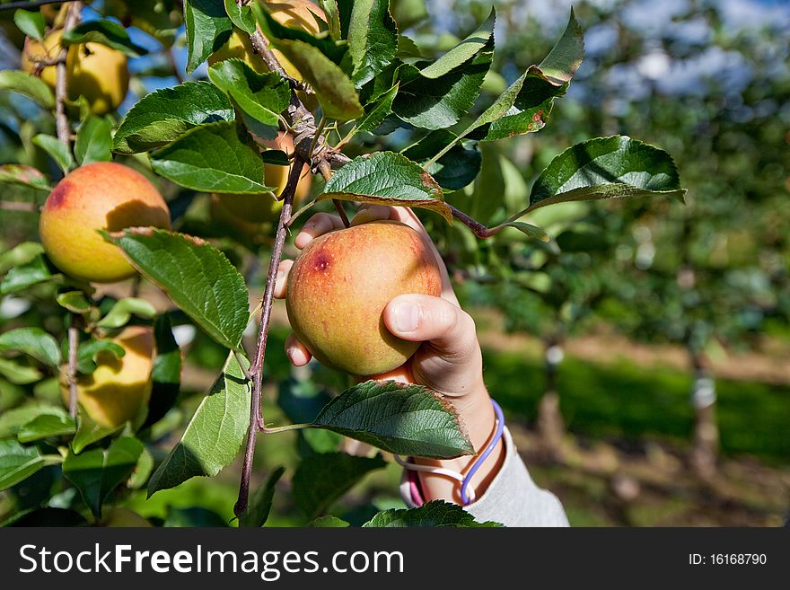 Apple harvest on the apple plantation. Apple harvest on the apple plantation