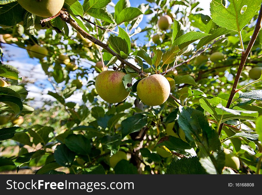 Apple harvest on the apple plantation. Apple harvest on the apple plantation