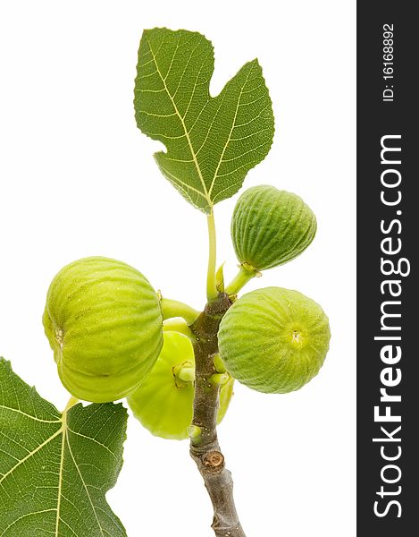 Yellow fresh figs isolated on white background. Yellow fresh figs isolated on white background