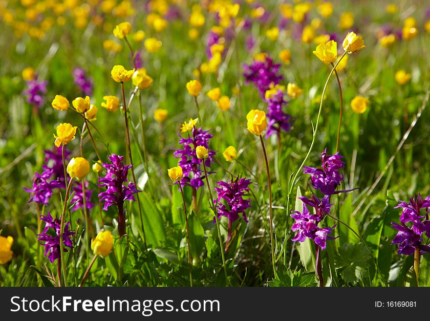 Flowering meadow with yellow and purple flowers