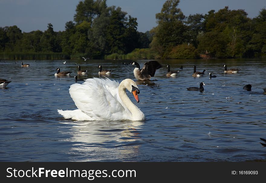Wild Birds In A Lake