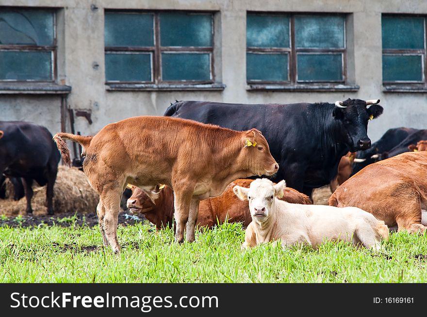 Calves and cows on dairy farm