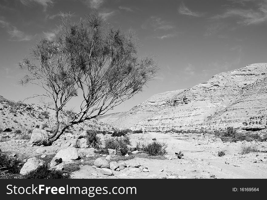 Lonely tree in desert Negev, Israel.