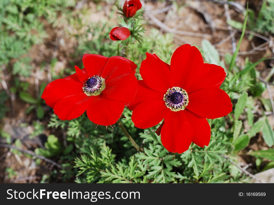 Anemone coronaria (poppy anemone, Spanish marigold, dag lalesi in Turkish, Kalanit in Hebrew, Shaqa'iq An-Nu'man in Arabic). Anemone coronaria (poppy anemone, Spanish marigold, dag lalesi in Turkish, Kalanit in Hebrew, Shaqa'iq An-Nu'man in Arabic)