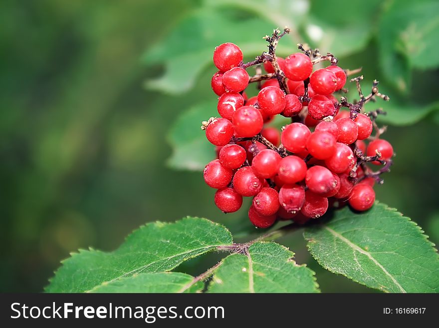 Red berries and leaves on a tree branch