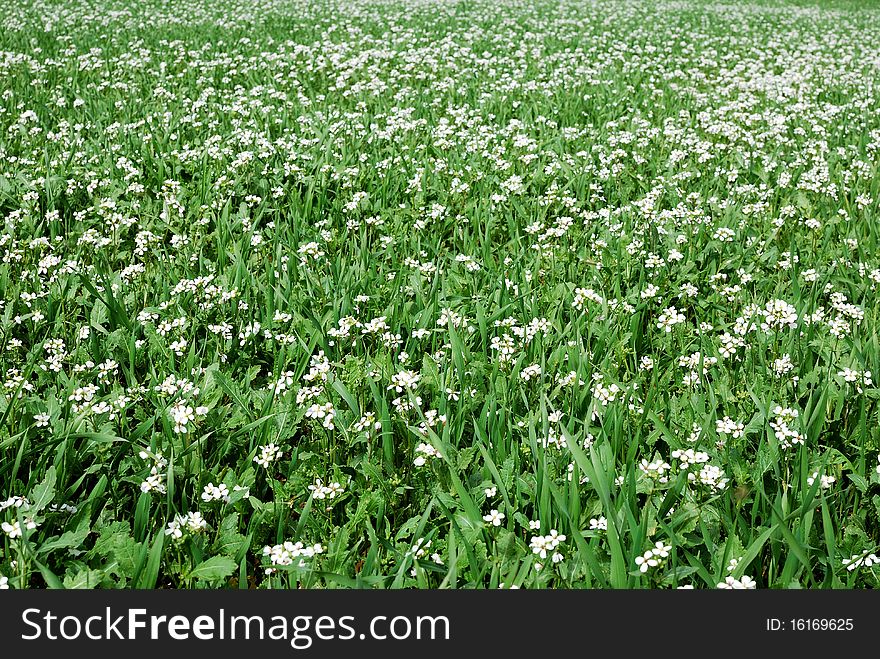 Beautiful field of grass with flowers for a soft green spring or summer background. Beautiful field of grass with flowers for a soft green spring or summer background.