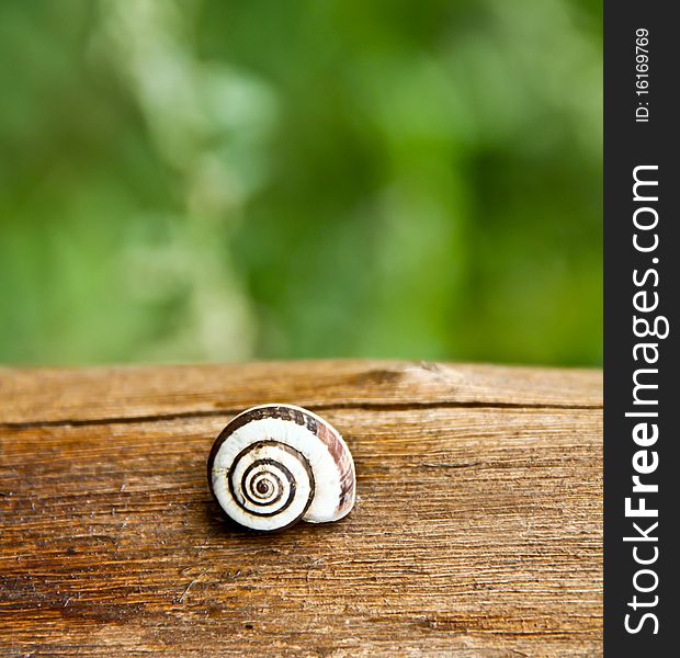 Snail Speed