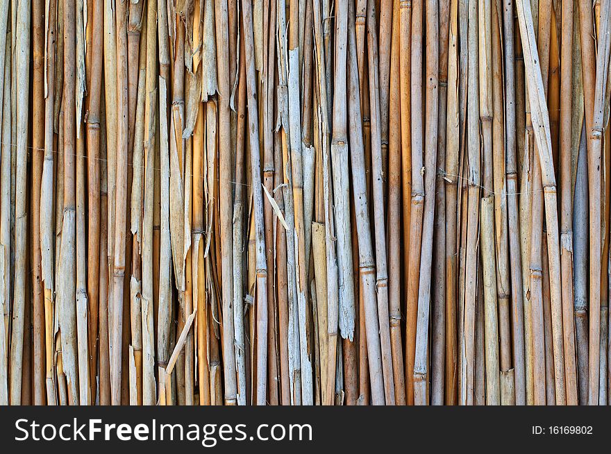 Dry Stalks Of A Reed