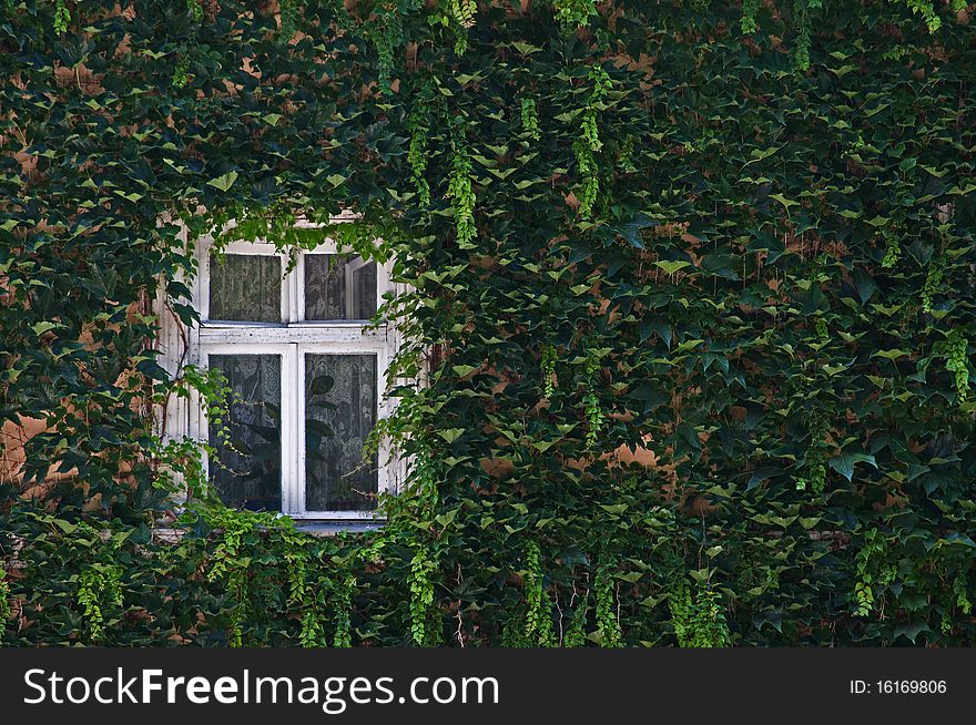 Window, wall around of which it is hidden under branches and leaves of grapes. Window, wall around of which it is hidden under branches and leaves of grapes
